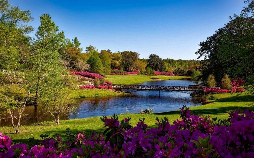 Scenic park with pond, bridge, flowering bushes