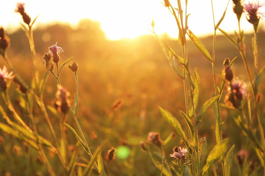 Sunlit wildflowers in golden meadow at sunset